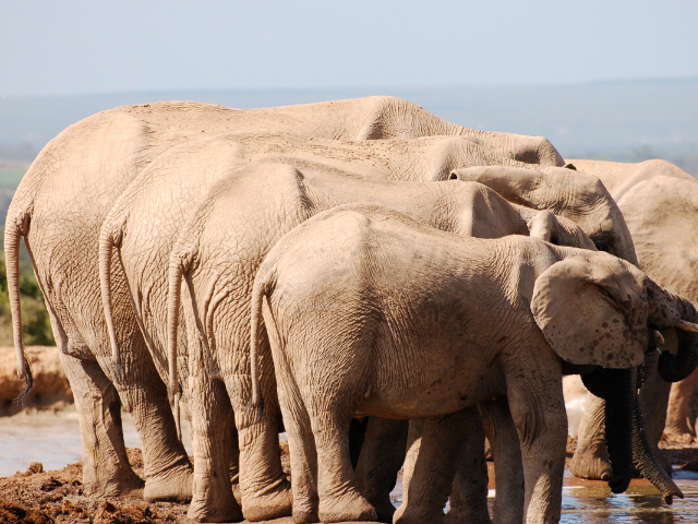 Elephants standing together near a water source, showing unity.